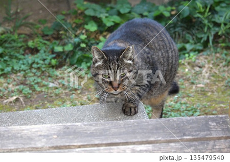 ご飯を食べに来た地域猫 135479540
