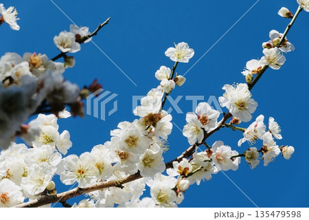 青空と白い梅の花 135479598