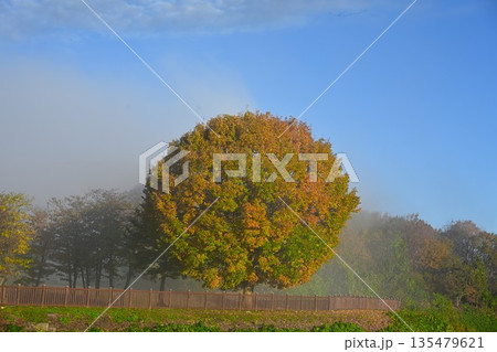 山本山高原に広がる朝靄と紅葉した木の風景（新潟県小千谷市） 135479621