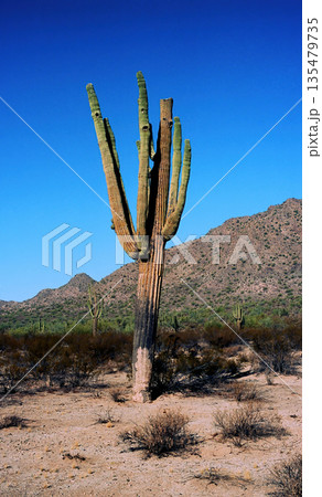 Winter San Tan Mountains Sonoran Desert Arizona 135479735