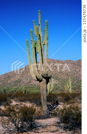 Winter San Tan Mountains Sonoran Desert Arizona 135479736