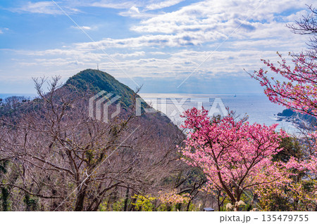 (静岡県)河津城跡公園登山道の河津桜 (静岡県)河津城跡公園登山道の河津桜 135479755
