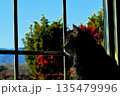窓から外を眺める猫 135479996