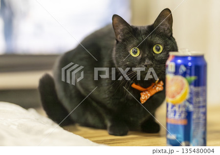 黒猫 黒猫 135480004