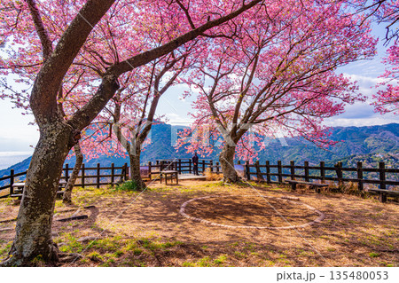 （静岡県）満開の河津桜が美しい、河津城跡公園 135480053