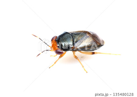 オオメナガカメムシ 135480128