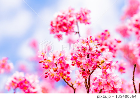 河津城跡公園 河津桜の花 青空 河津城跡公園 河津桜の花 青空 135480364