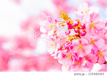 河津城跡公園 河津桜の花 青空 河津城跡公園 河津桜の花 青空 135480365
