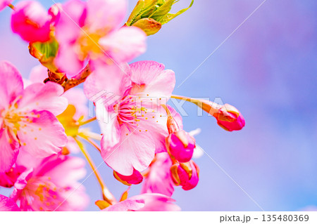 河津城跡公園 河津桜の花 青空 河津城跡公園 河津桜の花 青空 135480369
