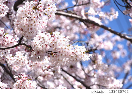 桜 桜 135480762