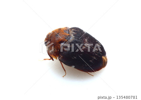 カマキリタマゴカツオブシムシ 135480781