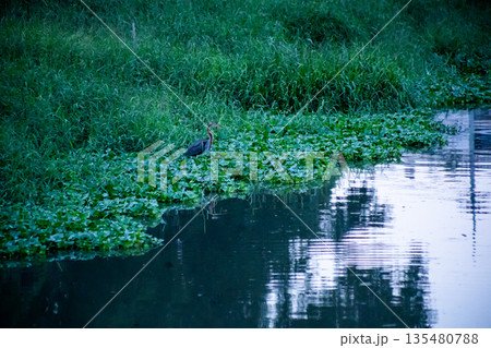 Purple heron or Ardea purpurea bird in the canel Purple heron or Ardea purpurea bird in the canel 135480788