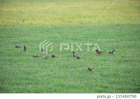 A flock of sparrows on the lawn A flock of sparrows on the lawn 135480790