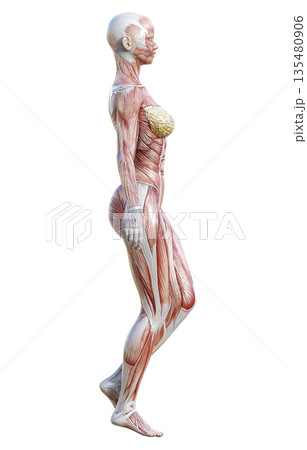 筋肉解剖図 人体模型の女性が立っている3Dイラスト 全身横向き 135480906