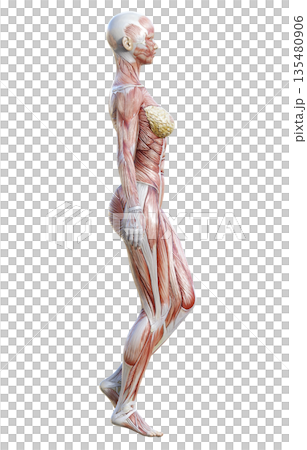 筋肉解剖図 人体模型の女性が立っている3Dイラスト 全身横向き 135480906