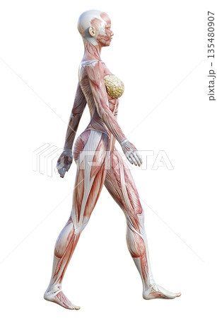 筋肉解剖図 人体模型の女性が歩いている3Dイラスト 全身横向き 135480907