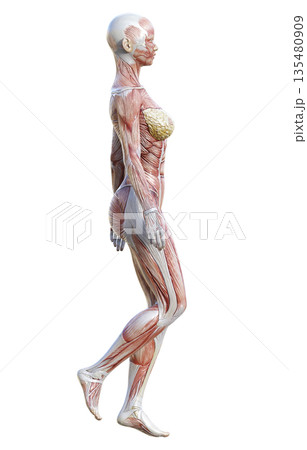 筋肉解剖図 人体模型の女性が立っている3Dイラスト 全身横向き 135480909