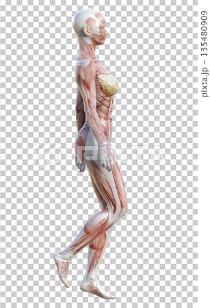 筋肉解剖図 人体模型の女性が立っている3Dイラスト 全身横向き 135480909