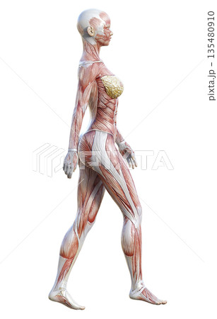 筋肉解剖図 人体模型の女性が歩いている3Dイラスト 全身横向き 135480910