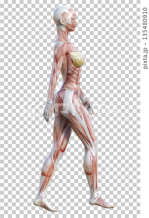 筋肉解剖図 人体模型の女性が歩いている3Dイラスト 全身横向き 135480910