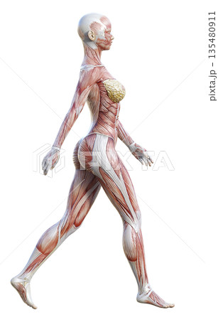 手を振って歩く筋肉解剖図 人体模型の女性の3Dイラスト 全身横向き 135480911