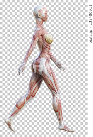 手を振って歩く筋肉解剖図 人体模型の女性の3Dイラスト 全身横向き 135480911