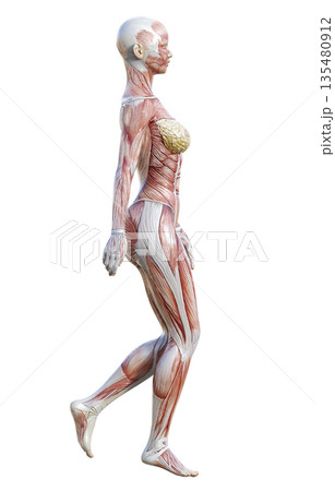 筋肉解剖図 人体模型の女性が立っている3Dイラスト 全身横向き 135480912