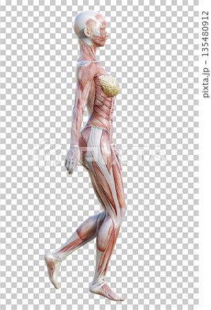 筋肉解剖図 人体模型の女性が立っている3Dイラスト 全身横向き 135480912