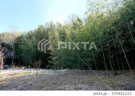 岐阜県可児市_木曽川渡し場遊歩道(かぐや姫の散歩道)2_2025年3月 135481221