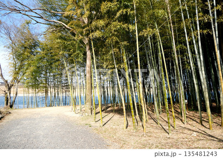岐阜県可児市_木曽川渡し場遊歩道(かぐや姫の散歩道)25_2025年3月 岐阜県可児市_木曽川渡し場遊歩道(かぐや姫の散歩道)25_2025年3月 135481243