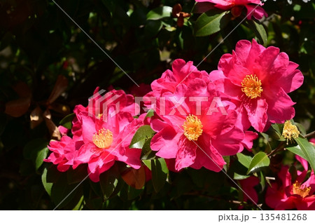 山茶花(ツバキ科)の常緑広葉樹 山茶花(ツバキ科)の常緑広葉樹 135481268
