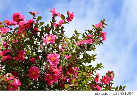 山茶花（ツバキ科）の常緑広葉樹 135481304