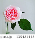 薔薇 135481448