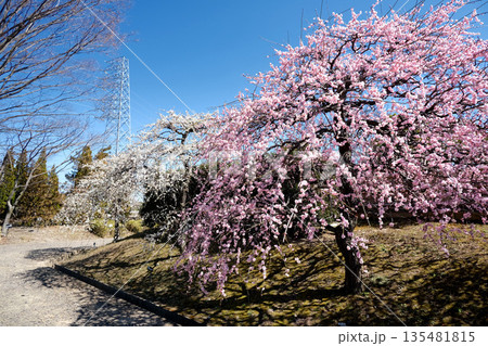 愛知県稲沢市_愛知県植木センター5_2025年3月 愛知県稲沢市_愛知県植木センター5_2025年3月 135481815