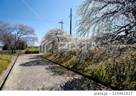 愛知県稲沢市_愛知県植木センター7_2025年3月 愛知県稲沢市_愛知県植木センター7_2025年3月 135481817
