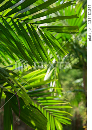 Tropical Palm Leaves in Sunlight Creating Natural Green Background 135481845