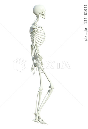 骸骨 人体模型 骨格標本の男性が立ち止まっている3Dイラスト 全身横向き  135481951