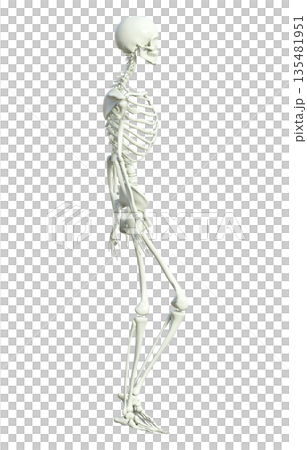 骸骨 人体模型 骨格標本の男性が立ち止まっている3Dイラスト 全身横向き  135481951