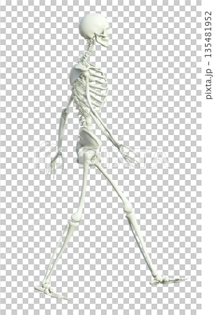 骸骨 人体模型 骨格標本の男性が大股で歩いている3Dイラスト 全身横向き  135481952