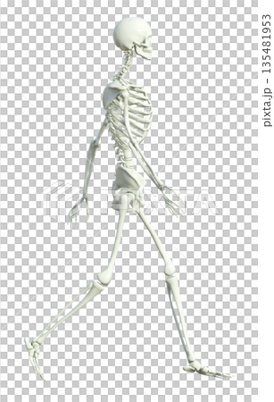 人體骨骼模型立體插圖,男性骨骼標本行走時雙手在空中揮動,全身側向展示。 人體骨骼模型立體插圖,男性骨骼標本行走時雙手在空中揮動,全身側向展示。 135481953