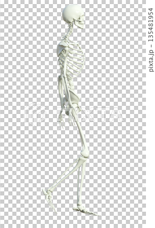 骸骨 人体模型 骨格標本の男性が立っている3Dイラスト 全身横向き  135481954