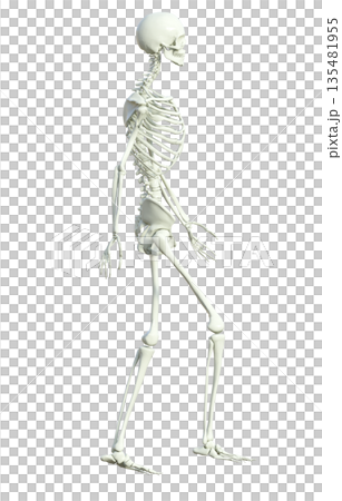 骸骨 人体模型 骨格標本の男性が歩いている3Dイラスト 全身横向き  135481955