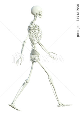 ガイコツ 骨格標本の男性が両手を振って歩いている3Dイラスト 全身横向き  135481956