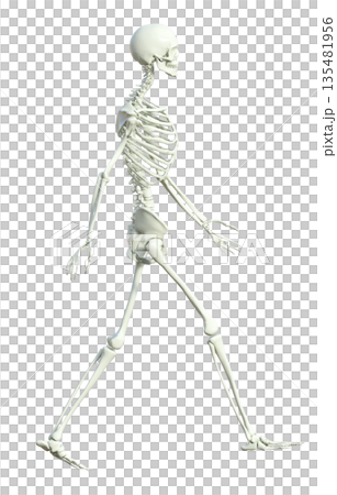 3D illustration of a skeleton male skeletal specimen walking with both hands, full body sideways 135481956
