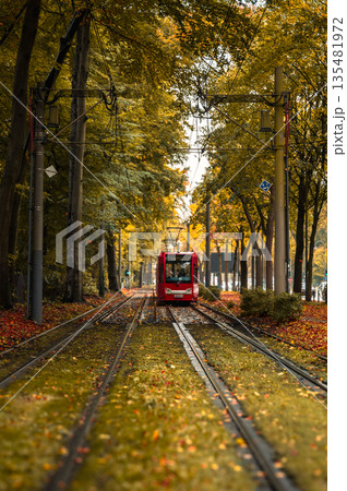 Tram going through corridor of trees in autumn. Tram going through corridor of trees in autumn. 135481972
