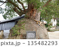 広島県　糸崎神社のクスノキ 135482293
