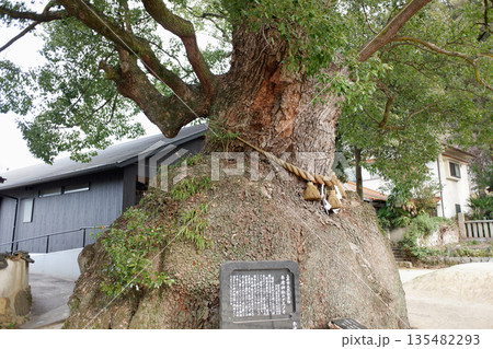 広島県　糸崎神社のクスノキ 135482293