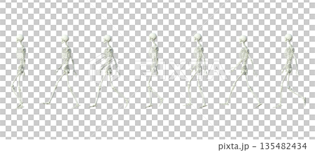 Skeleton human body model 3D illustration of a male skeleton specimen walking sideways 135482434