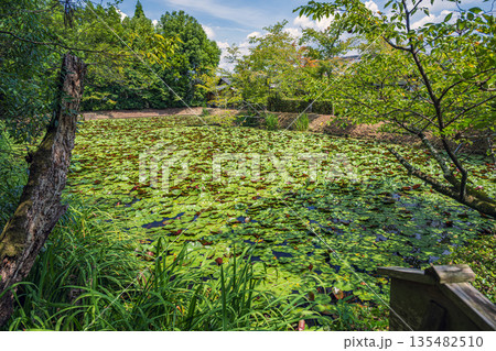 京都 酬恩庵一休寺 夏の蓮池 135482510