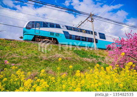 （静岡県）満開の河津桜並木と伊豆急行電車 135482535